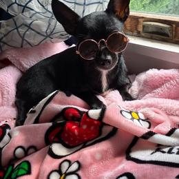 Chiquita - Chihuahua