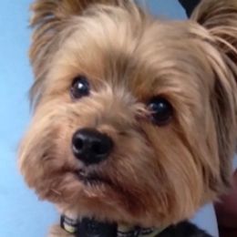 Yorkshire Terriers from Sweet Georgia Yorkies