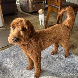 Goldendoodle puppies from Mustanghills Doodles and Poodles