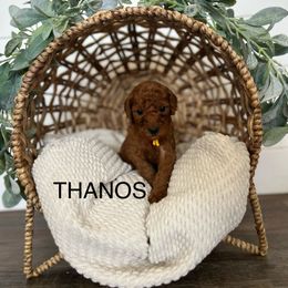 Goldendoodle Puppies from Life_on. Paws