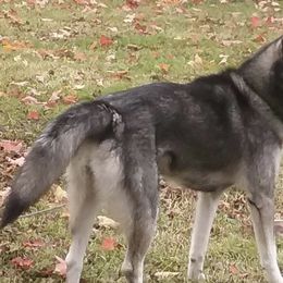 Siberian Huskies from Howells Siberian Huskies