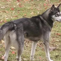Siberian Huskies from Howells Siberian Huskies