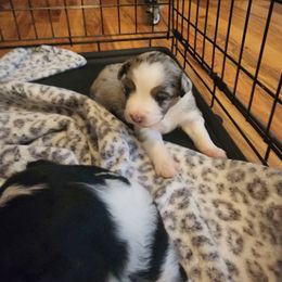 Miniature Australian Shepherd Puppies from Carter's Cuties
