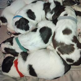 English Springer Spaniel Puppies from Erica Chapman