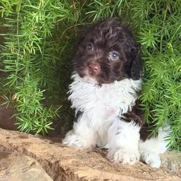 Mocha - Chocolate and white male Havapoo puppy in Lancaster, South Carolina from 3 Bs Havanese-PUPPIES with  PURPOSE