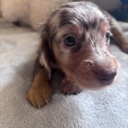 Gordon - Dapple male Dachshund puppy in Argos, Indiana from TKO Doxies