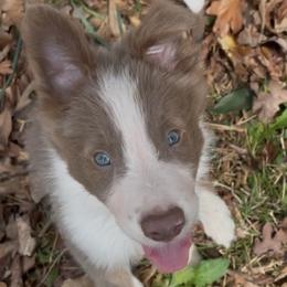 Border Collie Puppies from Collie Wood Hills