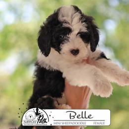 Belle - Black and white female Sheepadoodle puppy in Cleveland, Tennessee from Narrow Path Old English & Sheepadoodles