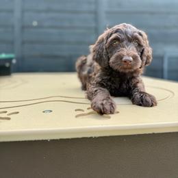 Black Trumpet - Salmon Collar - Chocolate female Goldendoodle puppy in Garland, Texas from Twilight Doodles