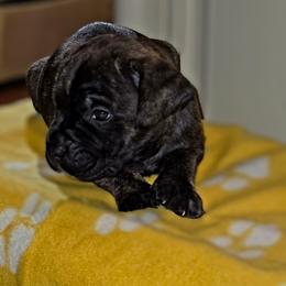 Green Collar male - Black brindle male Cane Corso puppy in Bristol, Connecticut from Family Corso Kennels