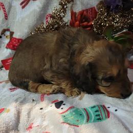 Dachshund Puppies from CLARK'S BREEDING PROGRAM