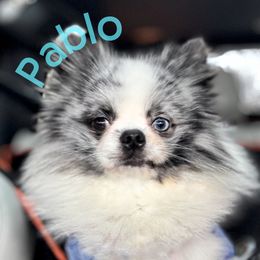 Pablo - Pomeranian
