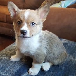 English Bulldog and Pembroke Welsh Corgi Puppies from Double T's Bulldogs