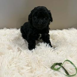 Boy 2 - Black phantom male Aussiedoodle puppy in Mtn Rest, South Carolina from Stocktons Doxies & Doodles