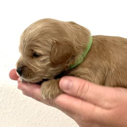 Goldendoodle Puppies from Doodles and Cavaliers