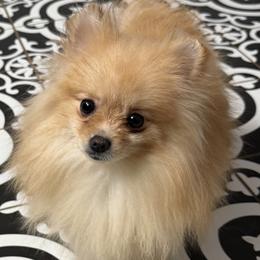 Pomeranian puppies from Duncan Poms
