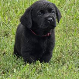 Dark pink girl - Black female Labrador Retriever puppy in Fort Myers, Florida from Big Cypress labradors