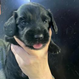Baggi - Black male Dachshund puppy in Bigfork, Minnesota from Dachshunds Up North