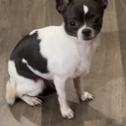 Petunia - Chihuahua