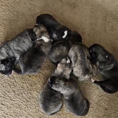 Girl 4 - Gray fawn Armenian Gampr puppy in Neenach, California from Mustang Ranch