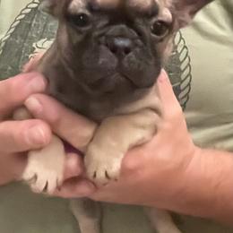 Chanel - Fawn female French Bulldog puppy in Santa Rosa County, Florida from Florida Frenchies By the Sea, LLC