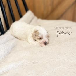 Leprechaun - Parti male Maltipoo puppy in Huntsville, Texas from Nelson Creek Farms
