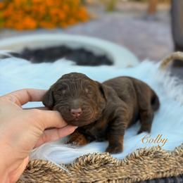 Colby - Chocolate male Goldendoodle puppy in Las Vegas, Nevada from Dose of Doodles