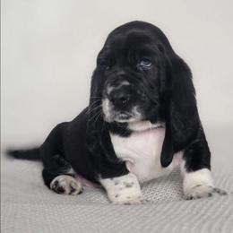 Bob - Black and white male Basset Hound puppy in Surprise, Arizona from Howlin Hounds