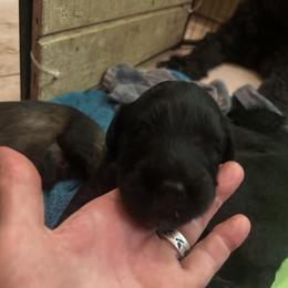 Bouvier boy 2 - Black male Bouvier des Flandres puppy in Bethlehem, Connecticut from Bouviers Gate House