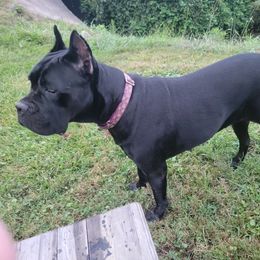 Willow - Cane Corso