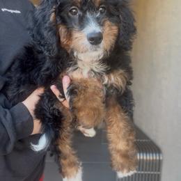 Cocoa - Tri-color female Bernedoodle puppy in Peoria, Arizona from Wroth's Paws