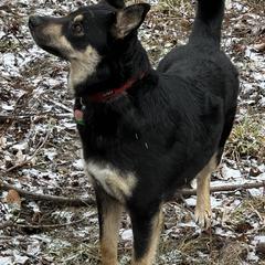 Lapponian Herders from Onnellinen Kennels Lapponian Herders