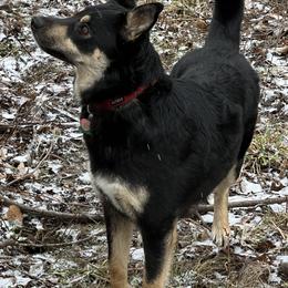 Lapponian Herders from Onnellinen Kennels Lapponian Herders