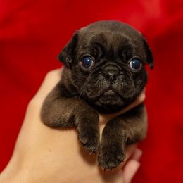 Silver - Silver male Pug puppy in Greeneville, Tennessee from Bear Mountain Farms