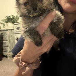 Tofu - Cream sable male Pomeranian puppy in Winchester, California from Polina's Poms