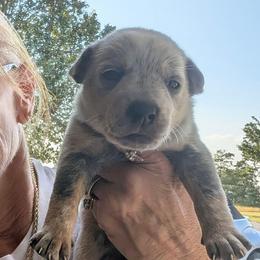 Girl 2 - Blue mottled female Australian Cattle Dog puppy in Choctaw, Oklahoma from Karen Elliott
