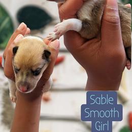 Sable Girl - Smooth - Sable female Collie puppy in Dickson, Tennessee from Ceilidh Collies