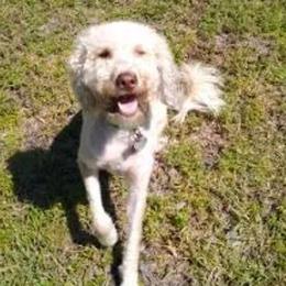 River Frankie - Labradoodle