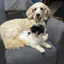 Watson - Bernedoodle