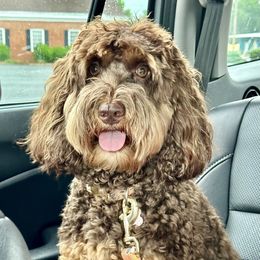 Heidi - Australian Labradoodle