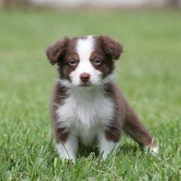 Guava - Red tri-color female Australian Shepherd puppy in Springville, Alabama from Cross Creek Aussies