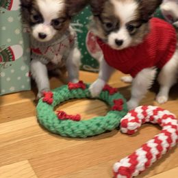 Papillon Puppies from A Breed Apart Papillons