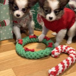 Papillon Puppies from A Breed Apart Papillons