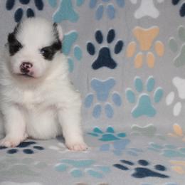 Dot - White female Pomsky puppy in Clarkston, Utah from Red Rock Ranch Breeders