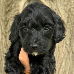 Zeron - Black female Bernedoodle puppy in Horseshoe Bend, Idaho from Over the Moon Poodles and Doodles