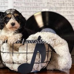 Australian Labradoodle, Cavapoo, and Goldendoodle Puppies from Deer Creek Labradoodles