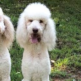 Goldendoodles and Poodles from Southern Doodles and Poodles