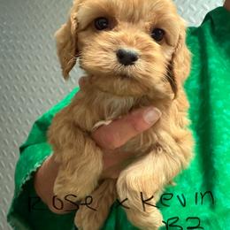 Rose B2 - Red male Cockapoo puppy in Haines City, Florida from Camic Cockapoos