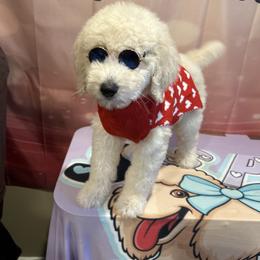 Romeo - White male Poodle puppy in Mobile, Alabama from Semmy’s Standard Poodle LLC