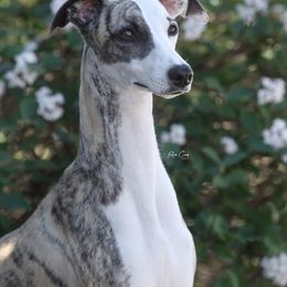 Willow - Whippet